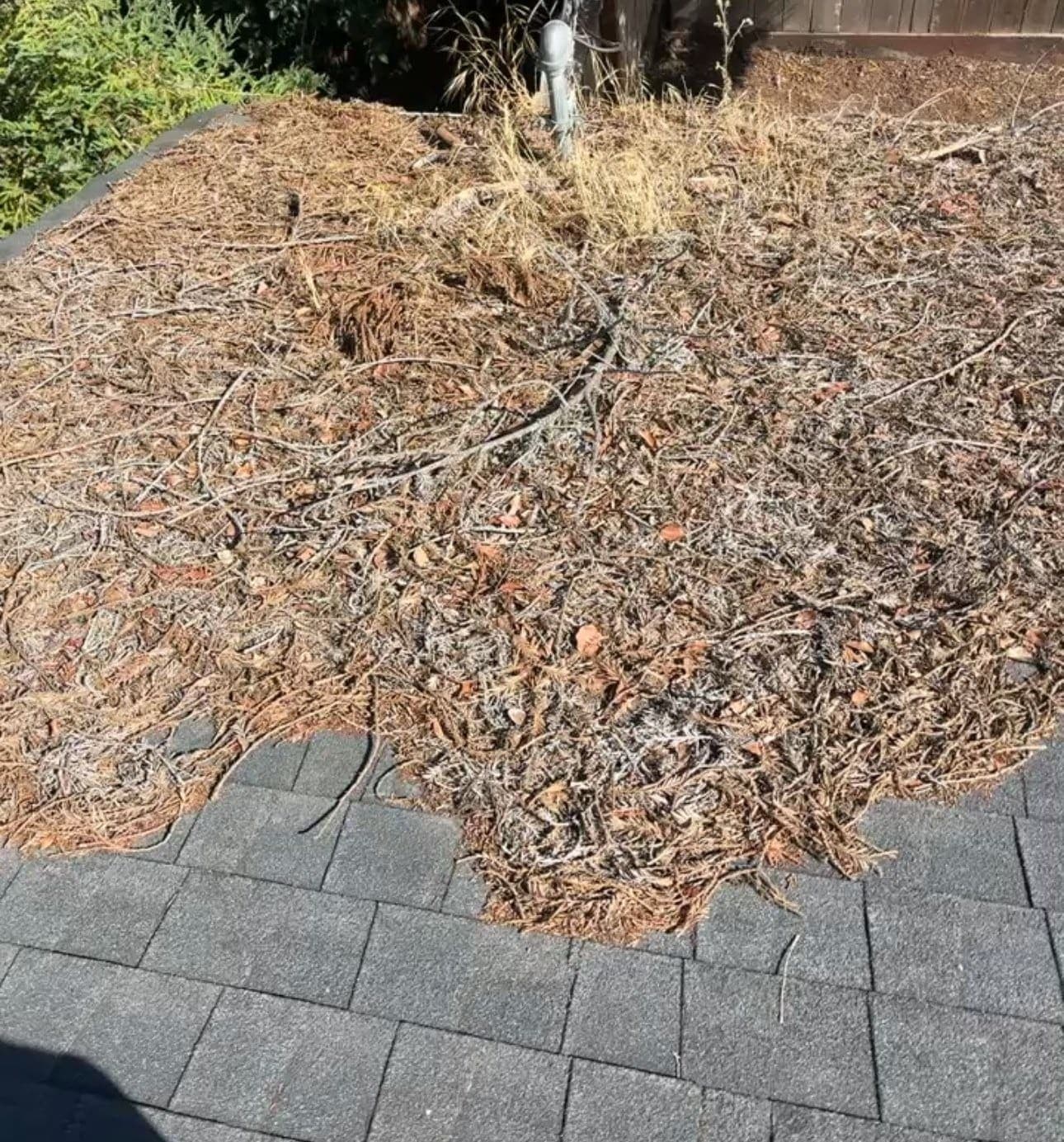 Roof buried under dry pine needles and branch debris before cleaning